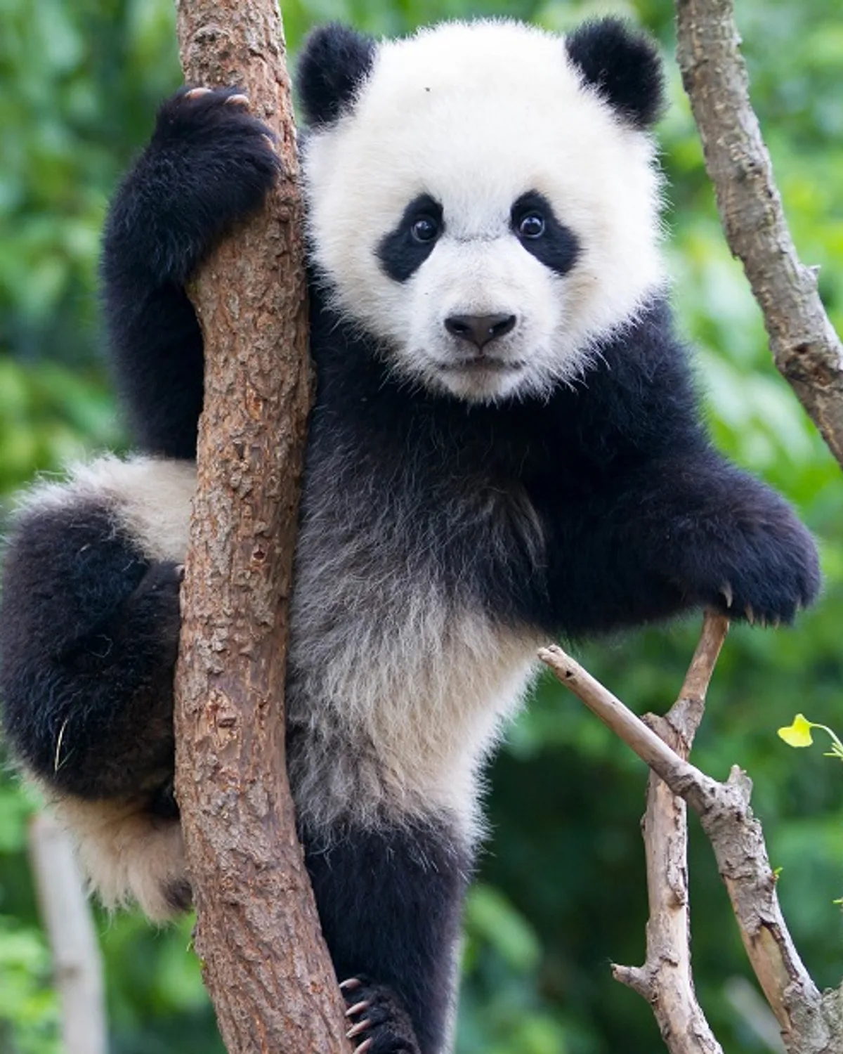 Chengdú: Pandas.